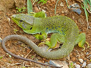 Jewelled Lizard (Timon lepidus) male found under a stone by Jean NICOLAS (14166347788)