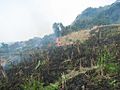 Jhum fire