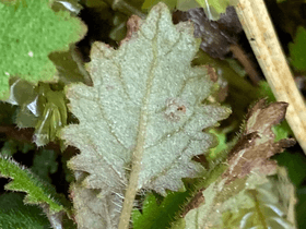 Jovellana repens leaf underside