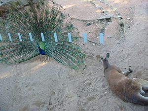 Kangaroo and Peacock