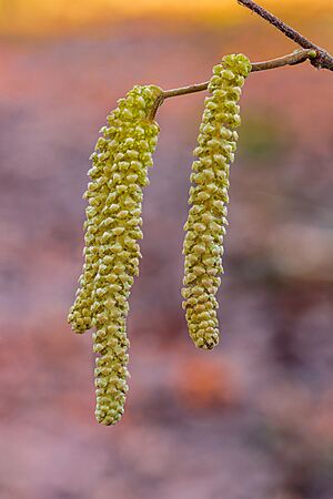 Katjes van een hazelaar (Corylus avellana). 26-01-2021. (actm.) 02