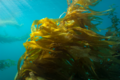 Kelp forest Cojo Anchorage