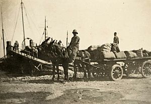Landing stores with horses, Gallipoli, ca 1915