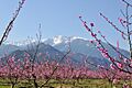 Le Canigou et les pêchers en fleurs
