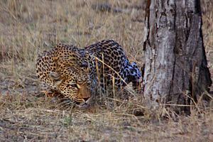 Leopard stalking Botswana