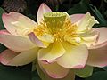 Lotus Nelumbo nucifera Flower Close 2048px