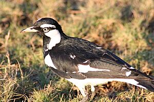 Magpie-lark male 2