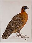 Maker unknown, India - Crimson Horned Pheasant (Satyr Tragapan) - Google Art Project