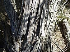 Melaleuca eleuterostachya (bark)