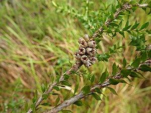 Melaleuca lophocoracorum 02