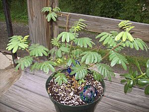 Mimosa-tenuiflora-bush