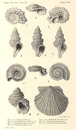 Mollusca, New Zealand