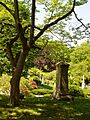 Mount Auburn Cemeter - June 2005
