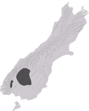 NZAcrididae11.png