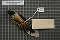 Naturalis Biodiversity Center - RMNH.AVES.135516 2 - Rhipidura rufifrons uraniae Oustalet, 1881 - Monarchidae - bird skin specimen.jpeg