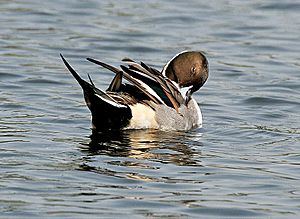 Northern Pintail (Male)- Preening I IMG 1119