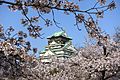 Osaka-Castle-cherry-blossom-2018-Luka-Peternel