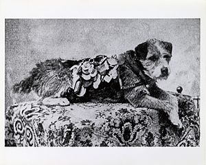 Owney with tags