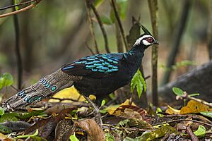 Palawan Peacock-Pheasant - Palawan - Philippines H8O0751 (15361453469)