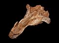 Palorchestes skull