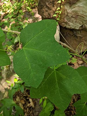 Passiflora lutea leaf
