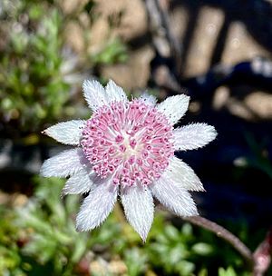 Pink Flannel Flower (Actinotus forsythii) 03.jpg
