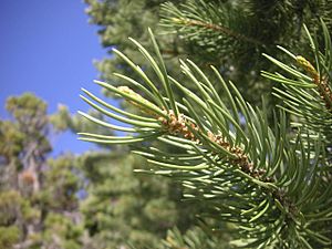 Pinus monophylla x edulis needles