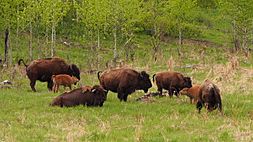 Plains Bison Buffalo (14958327875)