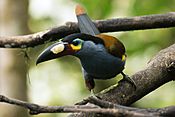 Plate-billed mountain toucan (Andigena laminirostris).jpg
