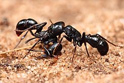 Plectroctena sp ants.jpg