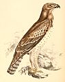 Polemaetus bellicosus 1838