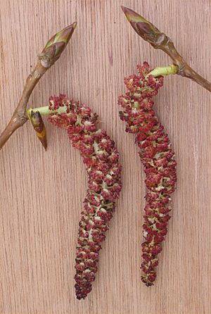 Populier mannelijke bloeiwijze (Populus canadensis male inflorescences)