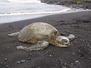 Punaluu turtle beach