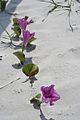 Railroad Vine-Big Talbot Island