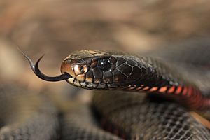 Red-bellied Black Snake, Awabakal