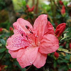 Redazalea