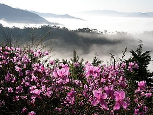 Rhododendron＆Vast ocean of clouds、コバノミツバツツジ＆篠山盆地雲海、盃ヶ岳4256293