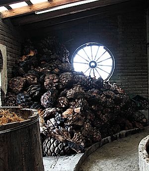 Roasted Agave Pinas in Oaxaca