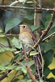 Rufous-bellied niltava (Niltava sundara sundara) female Phulchowki