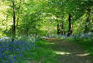 Saltwells Nature Reserve - geograph.org.uk - 1305839.jpg