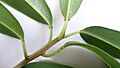 Sapium glandulosum