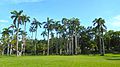 Sewell Park - Miami 05 Palm Trees