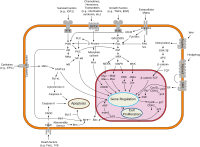 Signal transduction pathways