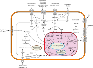 Signal transduction pathways