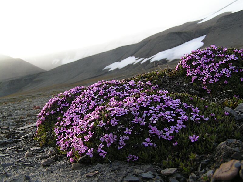 Silene acaulis - Fjellsmelle