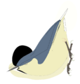 SittaYunnanensis