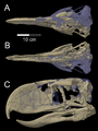 Skull of Andalgalornis steulleti