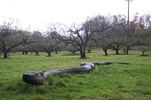 Snake in No Man's Orchard - geograph.org.uk - 1588167