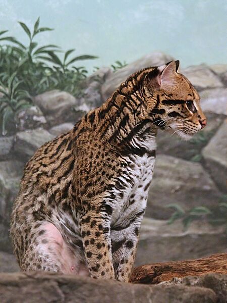 SouthernBrazillianOcelot