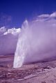 Spasm Geyser-Marler1961